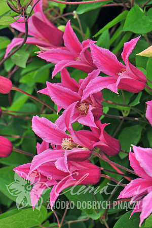 Клематис техасский Принцесса Диана